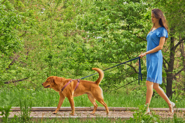 quando il cane è solo una scusa